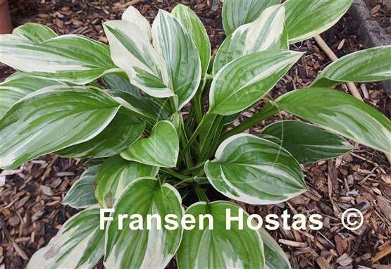 Hosta Royal Charmer